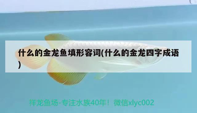 什么的金龍魚填形容詞(什么的金龍四字成語) 戰(zhàn)車紅龍魚