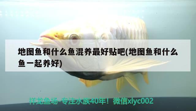 地圖魚和什么魚混養(yǎng)最好貼吧(地圖魚和什么魚一起養(yǎng)好)