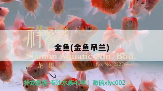 金魚(金魚吊蘭) 觀賞魚