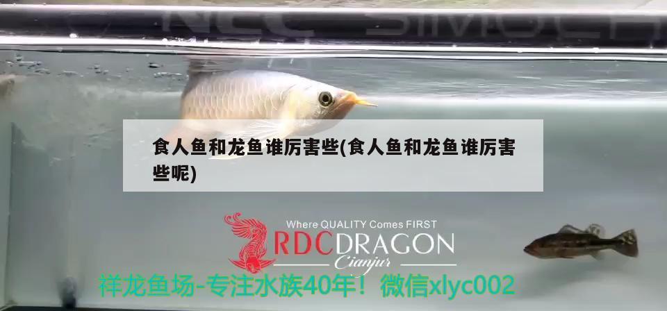 食人魚(yú)和龍魚(yú)誰(shuí)厲害些(食人魚(yú)和龍魚(yú)誰(shuí)厲害些呢)