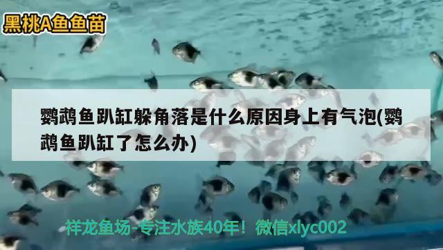 鸚鵡魚趴缸躲角落是什么原因身上有氣泡(鸚鵡魚趴缸了怎么辦) 鸚鵡魚