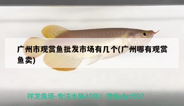 廣州市觀賞魚(yú)批發(fā)市場(chǎng)有幾個(gè)(廣州哪有觀賞魚(yú)賣(mài)) 觀賞魚(yú)批發(fā) 第2張