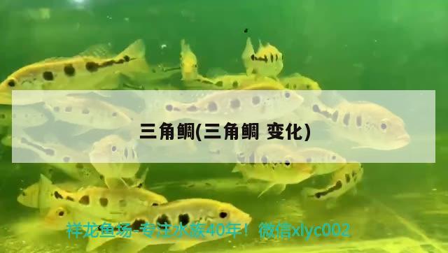 三角鯛(三角鯛變化) 觀賞魚