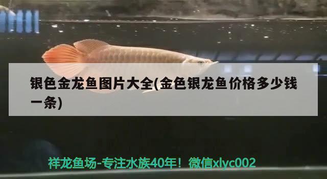 銀色金龍魚圖片大全(金色銀龍魚價(jià)格多少錢一條)