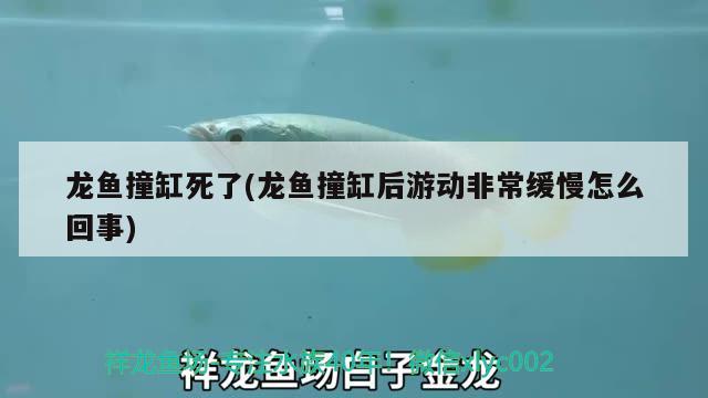 龍魚撞缸死了(龍魚撞缸后游動非常緩慢怎么回事) 養(yǎng)魚的好處