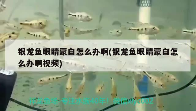 銀龍魚眼睛蒙白怎么辦啊(銀龍魚眼睛蒙白怎么辦啊視頻) 銀龍魚百科