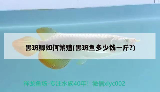 黑斑鯽如何繁殖(黑斑魚多少錢一斤?) 觀賞魚