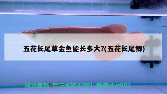 五花長尾草金魚能長多大?(五花長尾鯽) 觀賞魚