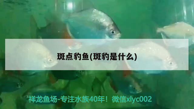 斑點豹魚(斑豹是什么) 觀賞魚