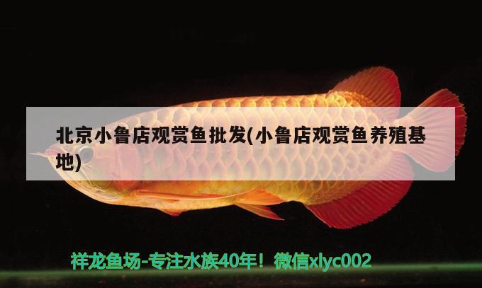 北京小魯?shù)暧^賞魚批發(fā)(小魯?shù)暧^賞魚養(yǎng)殖基地) 觀賞魚批發(fā)