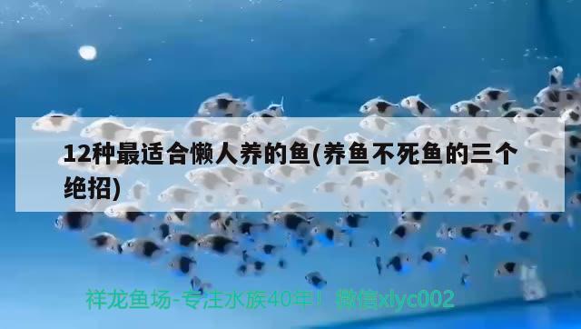 12種最適合懶人養(yǎng)的魚(yú)(養(yǎng)魚(yú)不死魚(yú)的三個(gè)絕招)