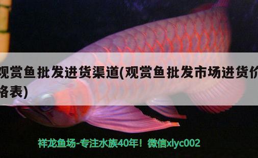 觀賞魚批發(fā)進(jìn)貨渠道(觀賞魚批發(fā)市場進(jìn)貨價格表) 觀賞魚批發(fā)