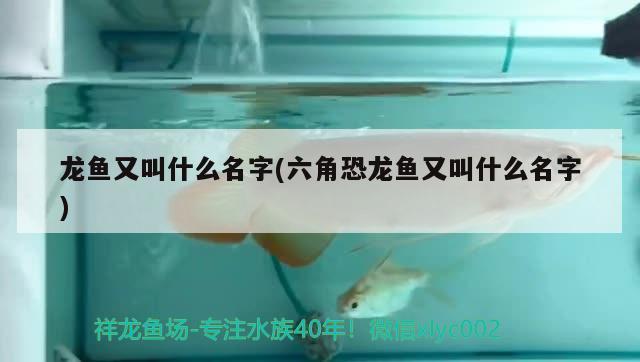 龍魚又叫什么名字(六角恐龍魚又叫什么名字) 胭脂孔雀龍魚