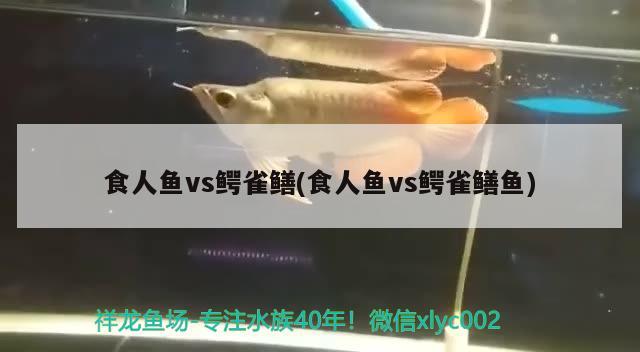 食人魚vs鱷雀鱔(食人魚vs鱷雀鱔魚) 食人魚（水虎）