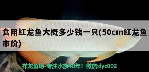 食用紅龍魚(yú)大概多少錢一只(50cm紅龍魚(yú)市價(jià))