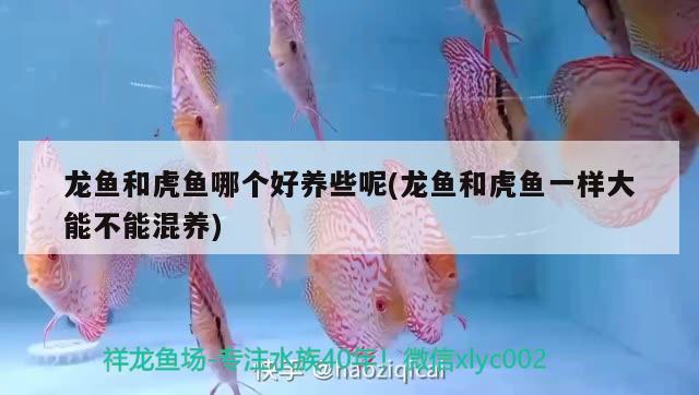 龍魚(yú)和虎魚(yú)哪個(gè)好養(yǎng)些呢(龍魚(yú)和虎魚(yú)一樣大能不能混養(yǎng))