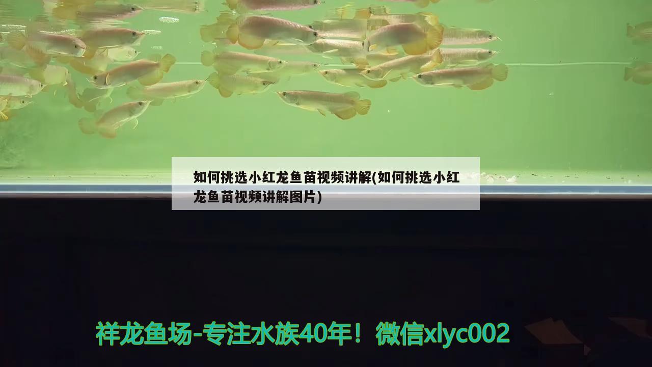 如何挑選小紅龍魚苗視頻講解(如何挑選小紅龍魚苗視頻講解圖片)