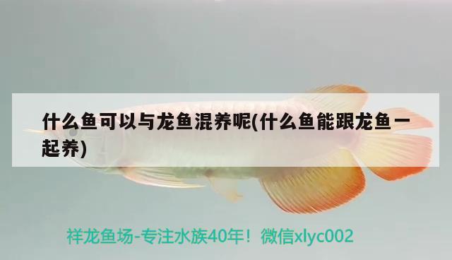 什么魚可以與龍魚混養(yǎng)呢(什么魚能跟龍魚一起養(yǎng)) 朱巴利魚苗