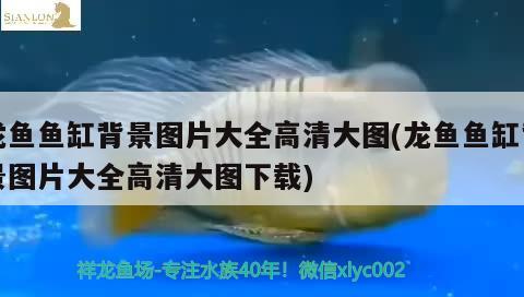 龍魚魚缸背景圖片大全高清大圖(龍魚魚缸背景圖片大全高清大圖下載) 黑水素