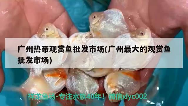 廣州熱帶觀賞魚(yú)批發(fā)市場(chǎng)(廣州最大的觀賞魚(yú)批發(fā)市場(chǎng)) 觀賞魚(yú)批發(fā)