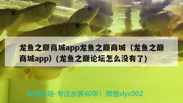 龍魚之巔商城app龍魚之巔商城（龍魚之巔商城app）(龍魚之巔論壇怎么沒有了) 海象魚