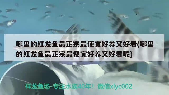 哪里的紅龍魚最正宗最便宜好養(yǎng)又好看(哪里的紅龍魚最正宗最便宜好養(yǎng)又好看呢)