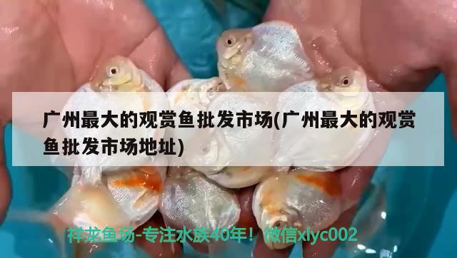 廣州最大的觀賞魚批發(fā)市場(廣州最大的觀賞魚批發(fā)市場地址)