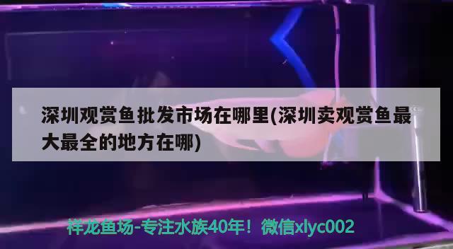 深圳觀賞魚批發(fā)市場(chǎng)在哪里(深圳賣觀賞魚最大最全的地方在哪)