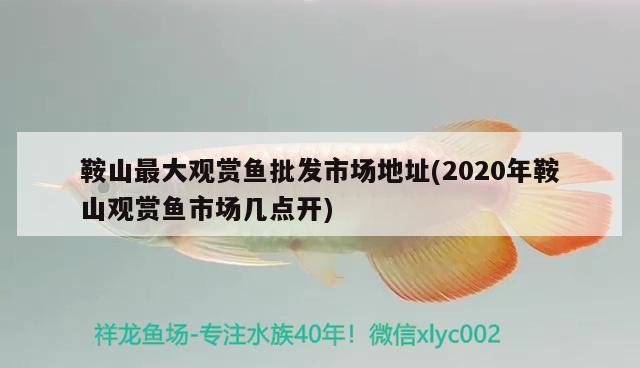 鞍山最大觀賞魚批發(fā)市場地址(2020年鞍山觀賞魚市場幾點開) 觀賞魚批發(fā)