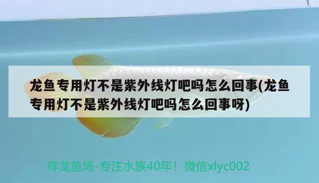 龍魚專用燈不是紫外線燈吧嗎怎么回事(龍魚專用燈不是紫外線燈吧嗎怎么回事呀) 野彩魚