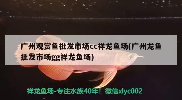 廣州觀賞魚批發(fā)市場cc祥龍魚場(廣州龍魚批發(fā)市場gg祥龍魚場)