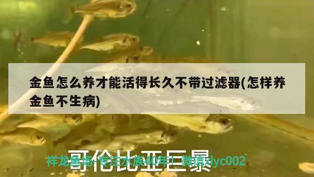 金魚怎么養(yǎng)才能活得長久不帶過濾器(怎樣養(yǎng)金魚不生病)