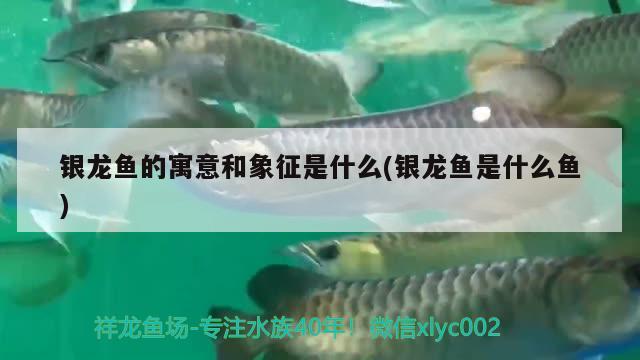 銀龍魚(yú)的寓意和象征是什么(銀龍魚(yú)是什么魚(yú)) 銀龍魚(yú)百科