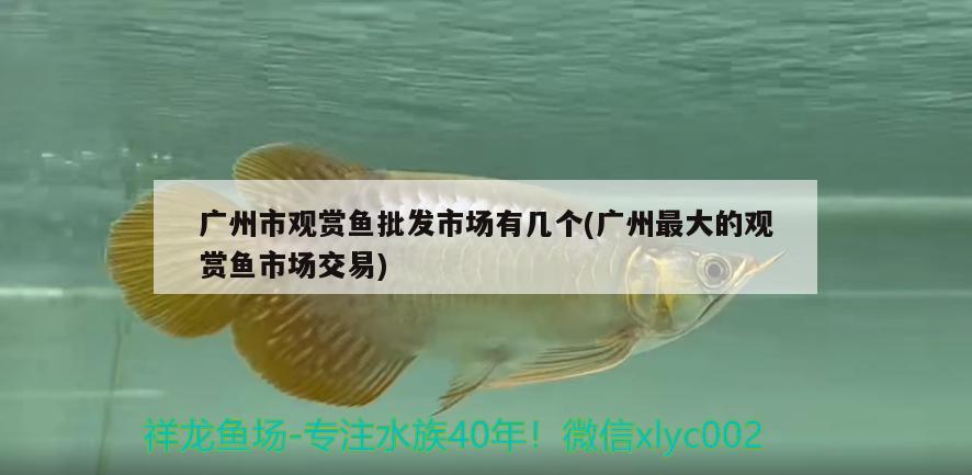 廣州市觀賞魚(yú)批發(fā)市場(chǎng)有幾個(gè)(廣州最大的觀賞魚(yú)市場(chǎng)交易)