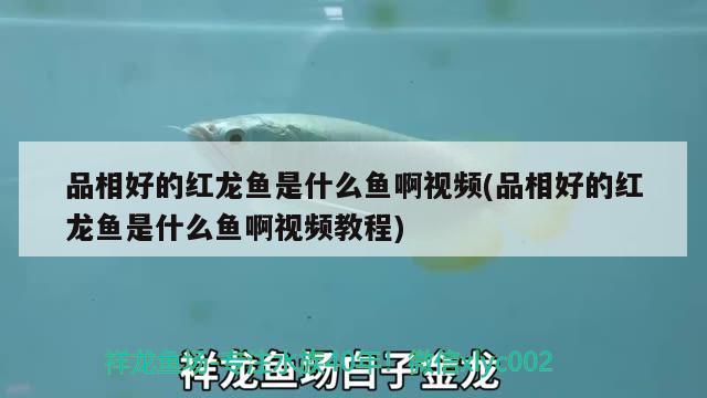 品相好的紅龍魚是什么魚啊視頻(品相好的紅龍魚是什么魚啊視頻教程)