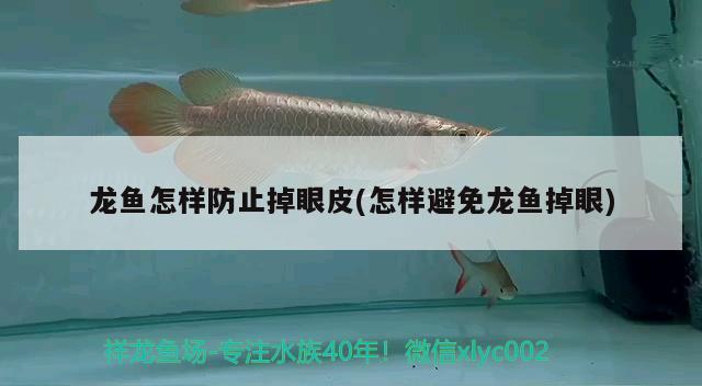 龍魚怎樣防止掉眼皮(怎樣避免龍魚掉眼)