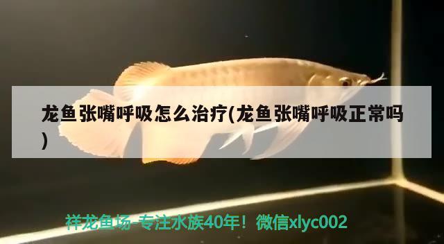 龍魚張嘴呼吸怎么治療(龍魚張嘴呼吸正常嗎) 金三間魚