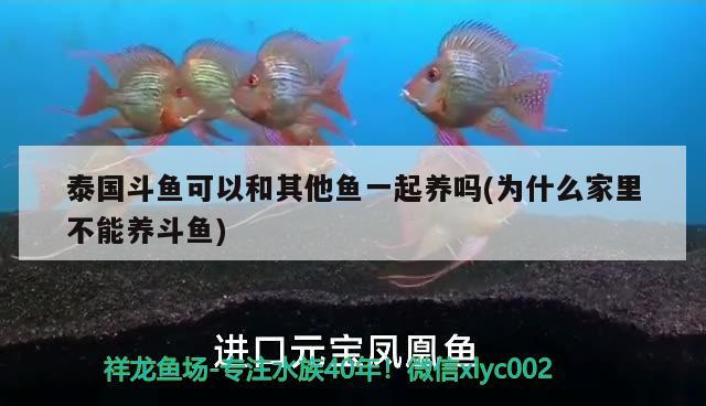 泰國(guó)斗魚可以和其他魚一起養(yǎng)嗎(為什么家里不能養(yǎng)斗魚)