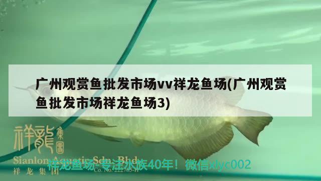 廣州觀賞魚批發(fā)市場vv祥龍魚場(廣州觀賞魚批發(fā)市場祥龍魚場3) 觀賞魚批發(fā)