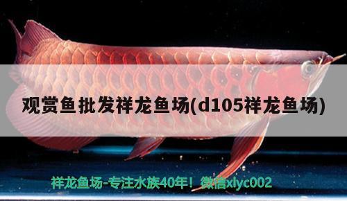 觀賞魚批發(fā)祥龍魚場(d105祥龍魚場)