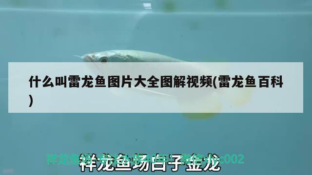 什么叫雷龍魚圖片大全圖解視頻(雷龍魚百科)