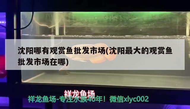 沈陽哪有觀賞魚批發(fā)市場(沈陽最大的觀賞魚批發(fā)市場在哪) 觀賞魚批發(fā)