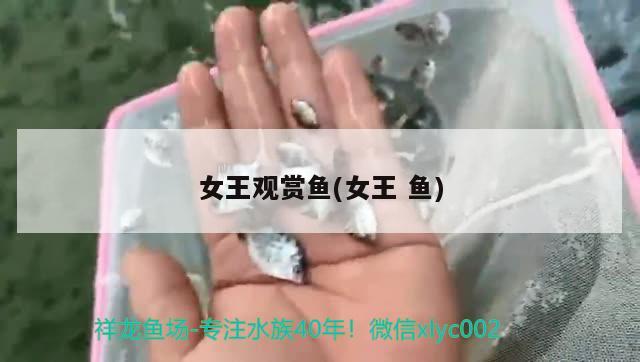 女王觀賞魚(女王魚)