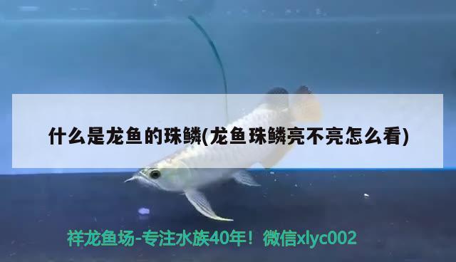 什么是龍魚的珠鱗(龍魚珠鱗亮不亮怎么看)