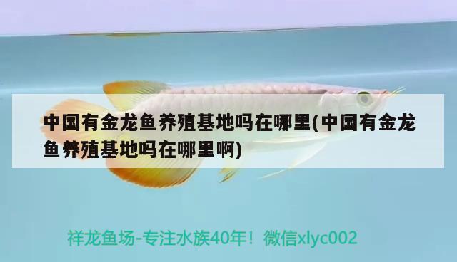 中國有金龍魚養(yǎng)殖基地嗎在哪里(中國有金龍魚養(yǎng)殖基地嗎在哪里啊)