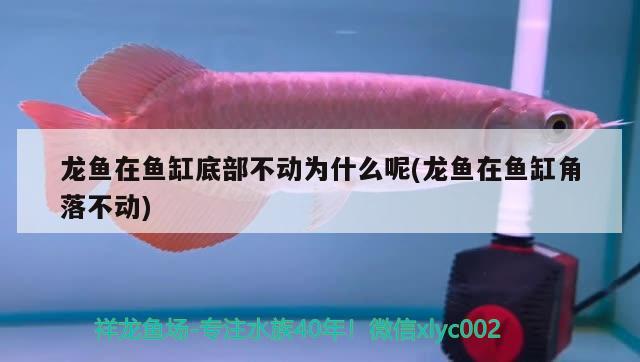 龍魚在魚缸底部不動為什么呢(龍魚在魚缸角落不動) 白子黃化銀龍魚