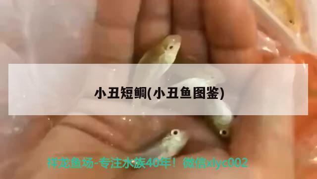 小丑短鯛(小丑魚圖鑒)