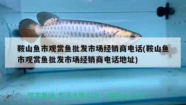 鞍山魚市觀賞魚批發(fā)市場(chǎng)經(jīng)銷商電話(鞍山魚市觀賞魚批發(fā)市場(chǎng)經(jīng)銷商電話地址)