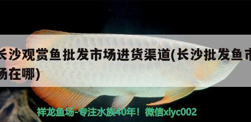 長沙觀賞魚批發(fā)市場進貨渠道(長沙批發(fā)魚市場在哪)