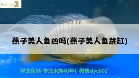 燕子美人魚兇嗎(燕子美人魚跳缸)